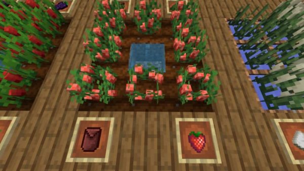 Strawberry crops and items