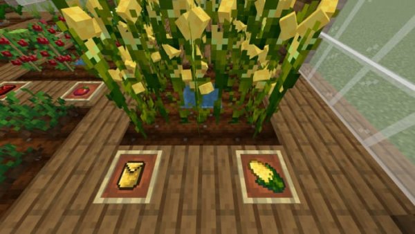 Corn crops and items
