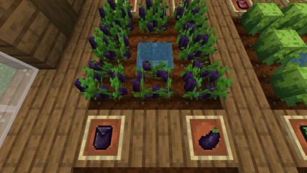Eggplant crops and items