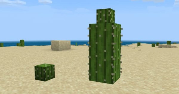 Mini cactus blocks.