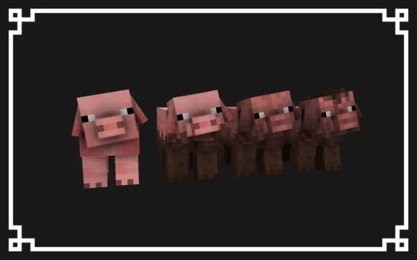 New pig models.