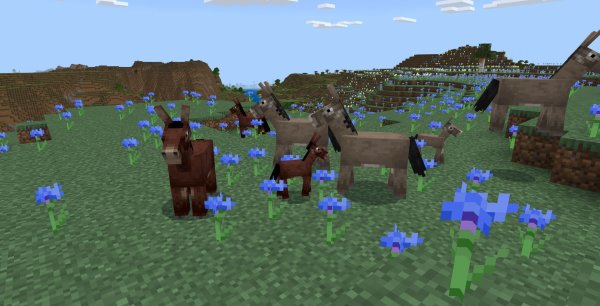 Size variations for Donkeys